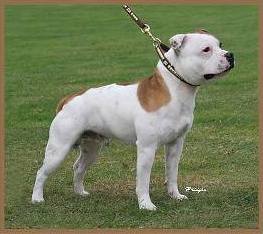 Dringshaw Valentino Dringshaw Valentino