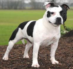 Dringshaw Black Pearl