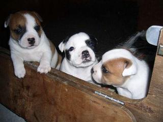 A litter of puppies